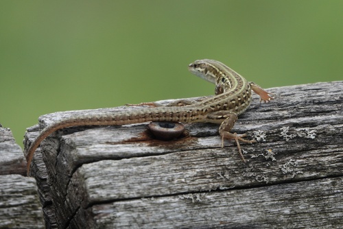 Italian Wall Lizard
