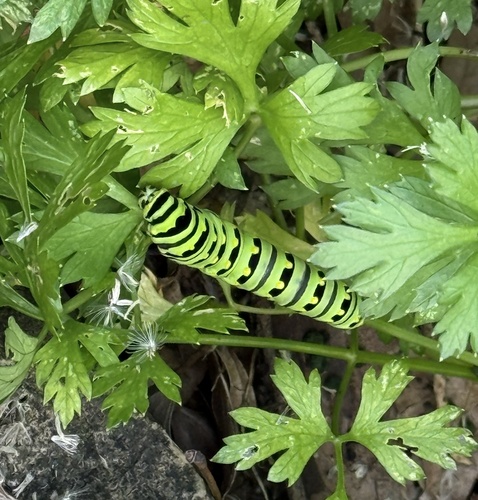 Black Swallowtail