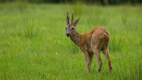 European Roe Deer