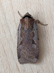 Parabagrotis formalis