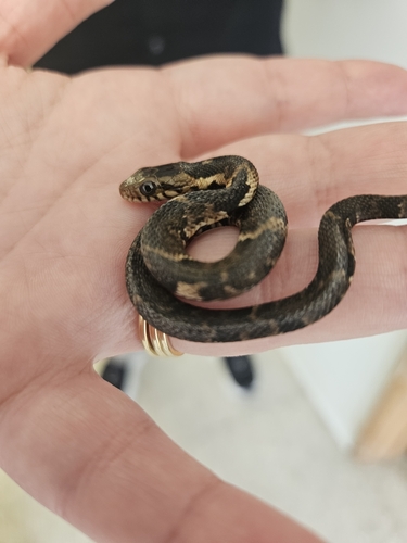 Banded Watersnake
