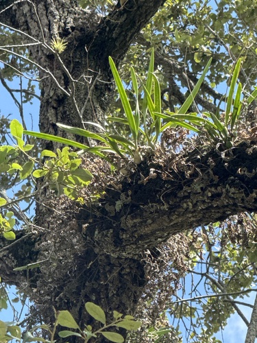 Florida butterfly orchid