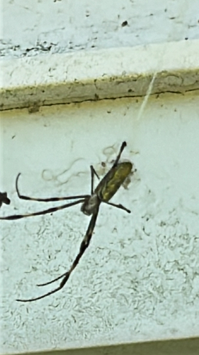 Joro Spider