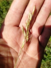 Helictotrichon desertorum