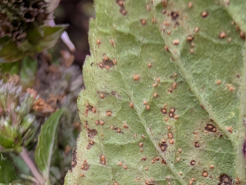 mint rust