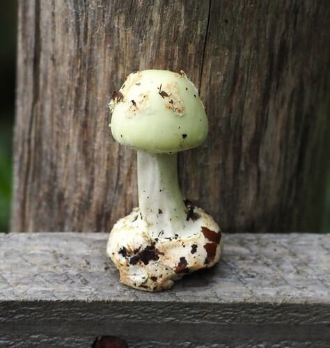 False Death-cap