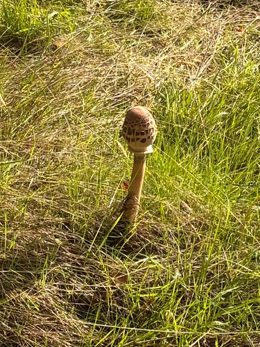 Parasol