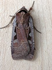 Parabagrotis formalis
