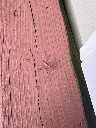 European Crane Fly