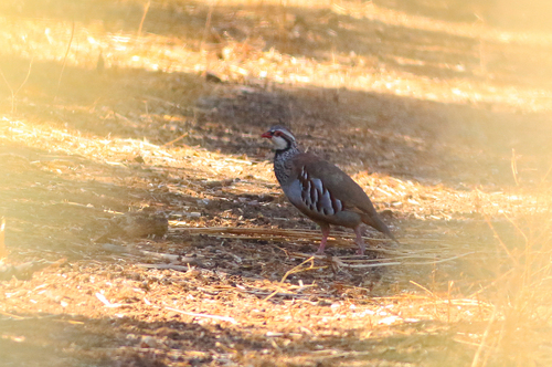 Red-legged Partridge