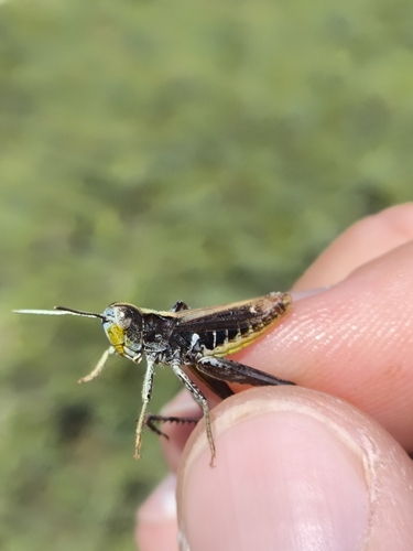 Italohippus monticola