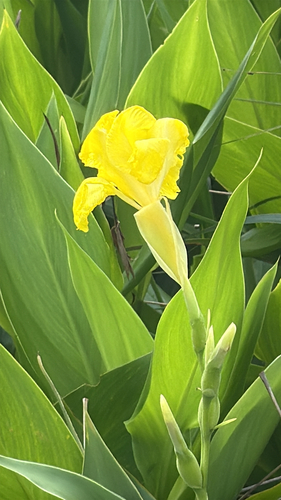 Canna flaccida observed 2026-09-16