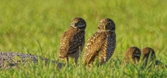 Athene cunicularia floridana