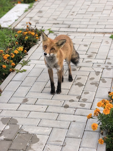 Red Fox