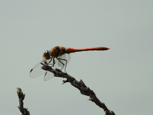 Common Darter