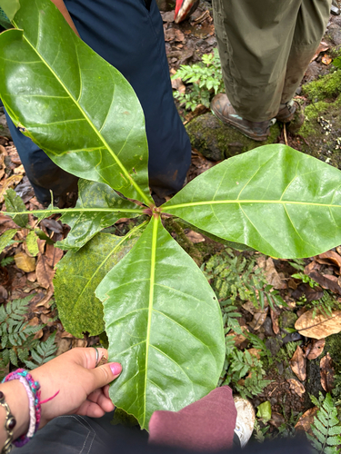 Barringtonia asiatica observed 2026-09-15