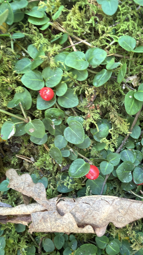partridgeberry