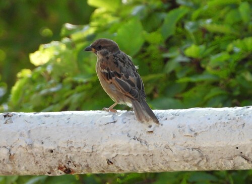 Eurasian Tree Sparrow
