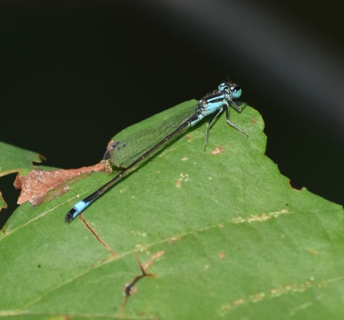 Blue-tailed Damselfly