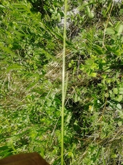 Helictotrichon desertorum