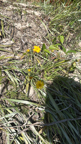 Narrowleaf silkgrass