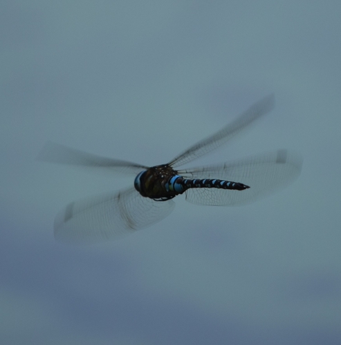 Migrant Hawker
