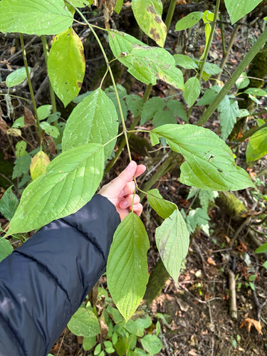 red osier dogwood