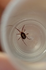 Erythraeoidea