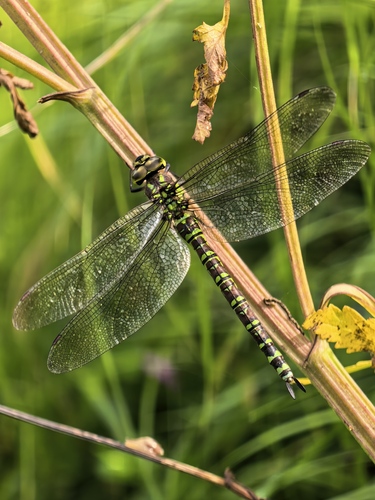 Southern Hawker