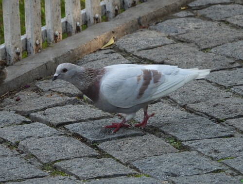 Rock Pigeon