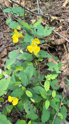 pale jewelweed
