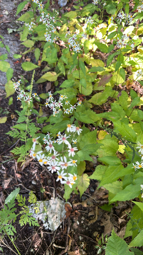 White Wood Aster