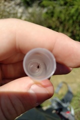 Erythraeoidea