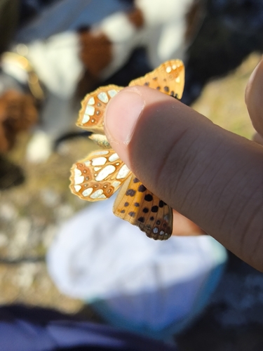 Queen of Spain Fritillary