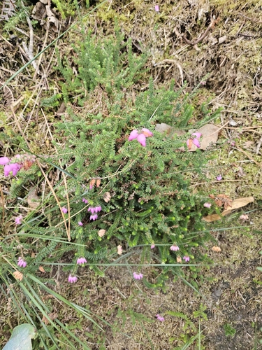 Erica ciliaris, photograph 1