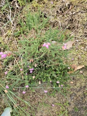 Erica ciliaris
