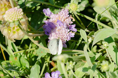 Pieris rapae