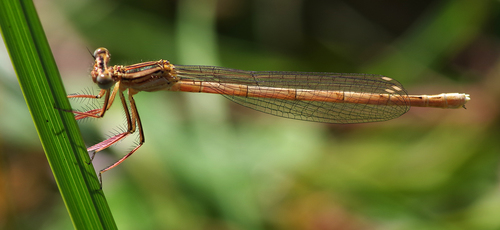 Platycnemis acutipennis