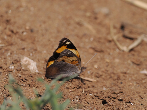 African Yellow Pansy