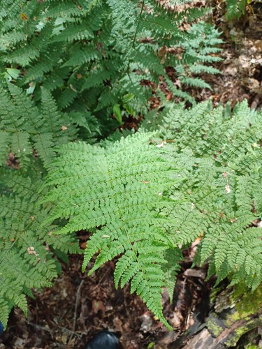 intermediate wood fern