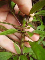 Procecidochares alani