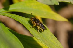 Anthidium florentinum