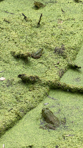 American Bullfrog