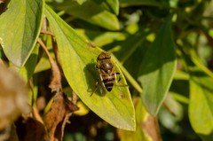 Eristalinus taeniops