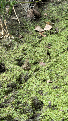 Plains Leopard Frog