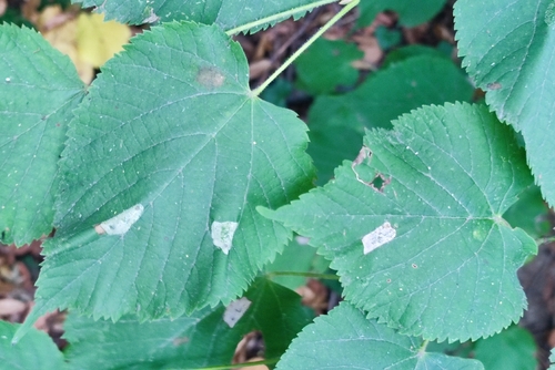 Lime Leafminer