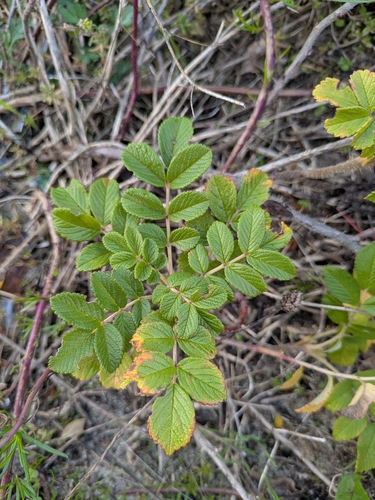 rugosa rose