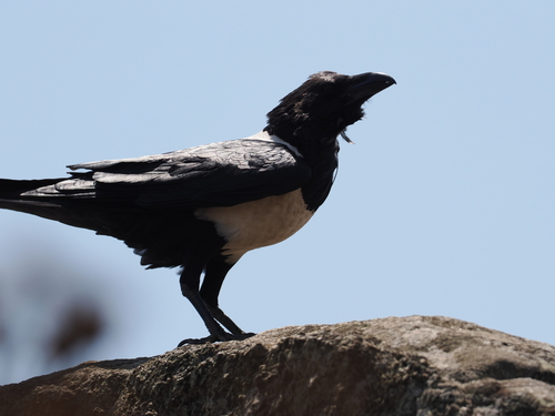 Pied Crow