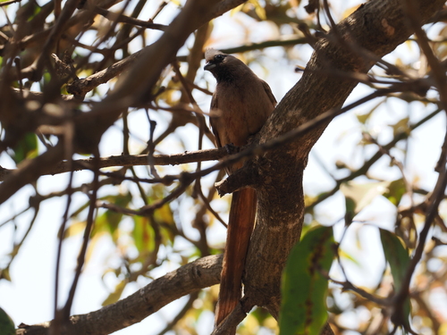 Speckled Mousebird