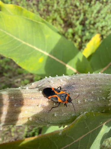 Small Milkweed Bug